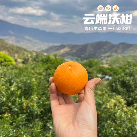 攀枝花云端沃柑 商品图1