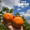 攀枝花云端沃柑 商品缩略图3