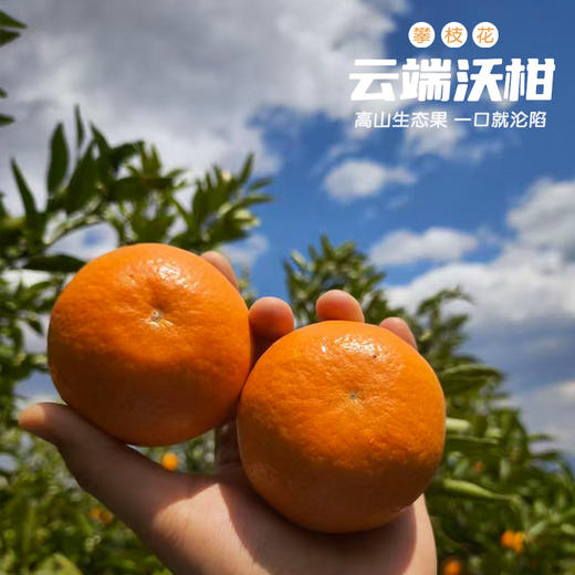 攀枝花云端沃柑 商品图3