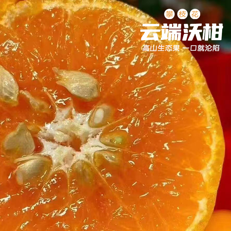 攀枝花云端沃柑