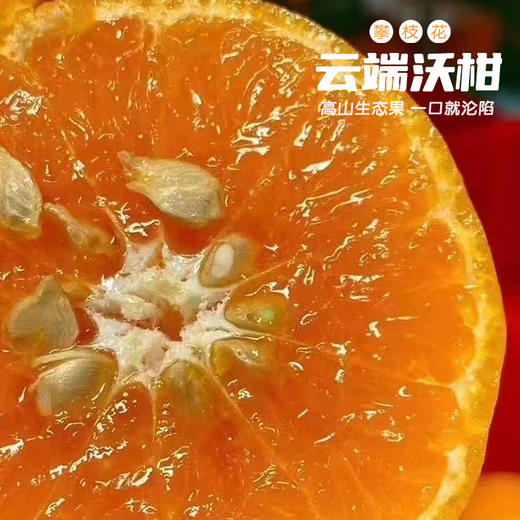 攀枝花云端沃柑 商品图0