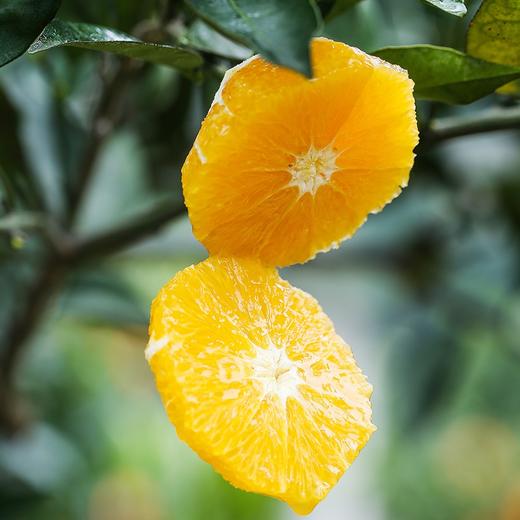 【伦晚橙】花果同枝，自带橙花香气，新鲜采摘，皮厚紧实，果肉饱满，一口咬下去，汁水四溢，化渣无籽，清甜回甘！ 商品图10