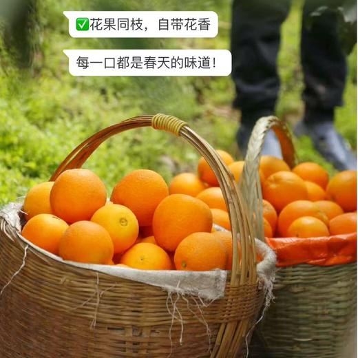 【伦晚橙】花果同枝，自带橙花香气，新鲜采摘，皮厚紧实，果肉饱满，一口咬下去，汁水四溢，化渣无籽，清甜回甘！ 商品图8