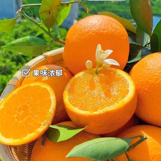 【伦晚橙】花果同枝，自带橙花香气，新鲜采摘，皮厚紧实，果肉饱满，一口咬下去，汁水四溢，化渣无籽，清甜回甘！ 商品图5