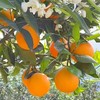 【伦晚橙】花果同枝，自带橙花香气，新鲜采摘，皮厚紧实，果肉饱满，一口咬下去，汁水四溢，化渣无籽，清甜回甘！ 商品缩略图11