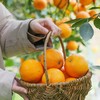 【伦晚橙】花果同枝，自带橙花香气，新鲜采摘，皮厚紧实，果肉饱满，一口咬下去，汁水四溢，化渣无籽，清甜回甘！ 商品缩略图6