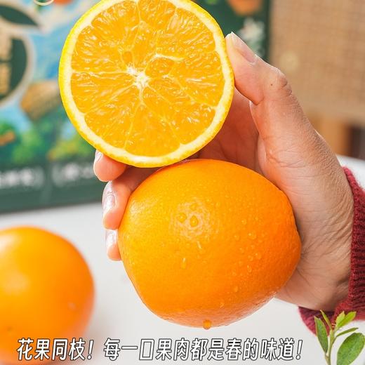 【伦晚橙】花果同枝，自带橙花香气，新鲜采摘，皮厚紧实，果肉饱满，一口咬下去，汁水四溢，化渣无籽，清甜回甘！ 商品图12