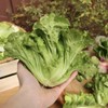 生态西芹 / 生菜丨时令鲜蔬，露天生态有机标准种植，羊粪发酵有机肥，香味浓郁，现采现发⭐顺丰快递 商品缩略图1
