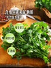 MM 山姆 东升 供港香菜 125g 商品缩略图5