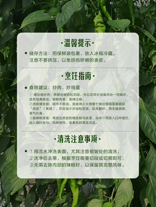 MM 山姆 高山螺丝椒 700g 商品图6