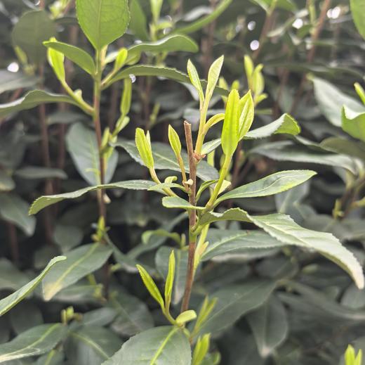 2026年富阳龙井3/28鲜叶 龙井43号鲜叶 杀青透无青气 商品图3