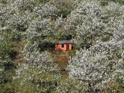 加级寨梨花+阿细祭火节+陶瓦女子祭龙6天：建水蚁工坊、个旧加级寨梨花、陶瓦女子祭龙+弥勒阿细祭火狂欢、东风韵 商品图10
