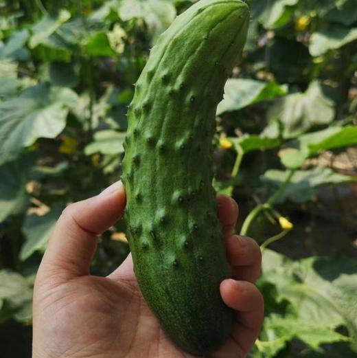 【鸿翠园招牌菜】鸿翠园 有机地黄瓜 商品图10