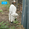呼伦贝尔 走进草原的家 | 松弛不赶路 探访草原深处牧民家 读行满洲里  16人精品小团 7日 商品缩略图3