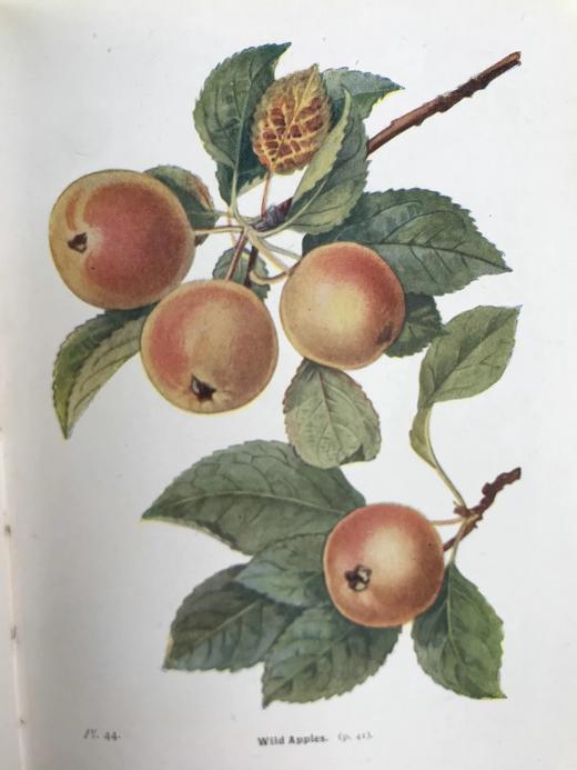 1948年 路边与林地树木图鉴 200余幅插图（24幅彩色） 精装36开 商品图9