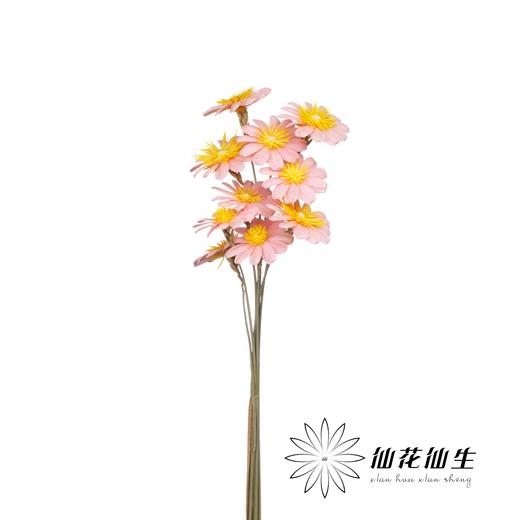 永生花 | 小葵花粉色 商品图1