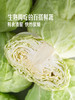 MM 山姆 有机水果甘蓝（大颗）750g 商品缩略图4