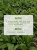 MM 山姆 大叶茼蒿 400g 商品缩略图6