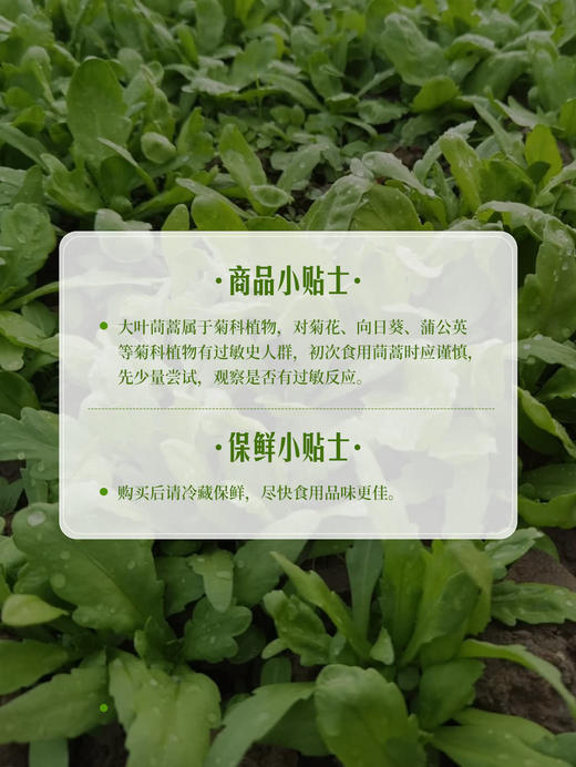 MM 山姆 大叶茼蒿 400g 商品图6