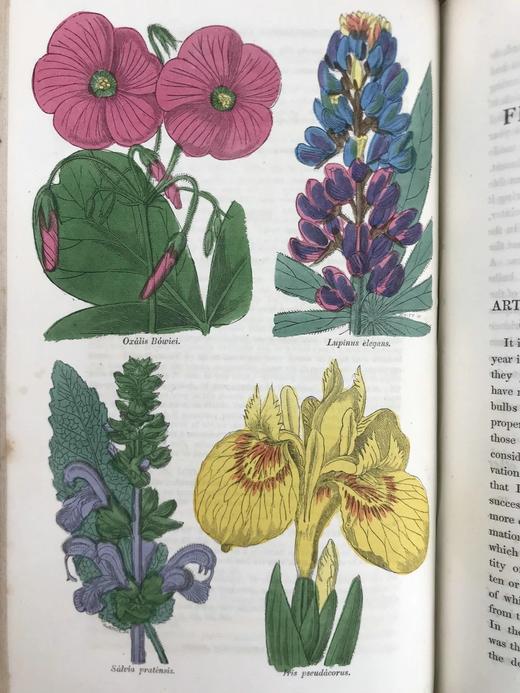 1834年  花艺宝库与园艺师杂志（全13卷） 数百幅手工上色插图 皮脊精装大32开 商品图7