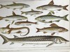 约20世纪早期 英国鱼类图鉴 33页彩色与大量黑白插图 漆布精装32开 商品缩略图10