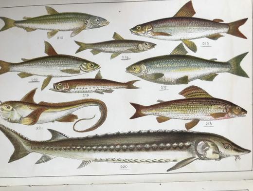 约20世纪早期 英国鱼类图鉴 33页彩色与大量黑白插图 漆布精装32开 商品图10