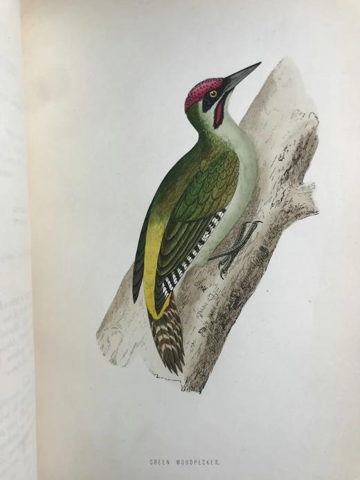 1870年 莫里斯《英国鸟类史》（全6卷） 358幅套色版画插图 漆布精装16开 商品图10