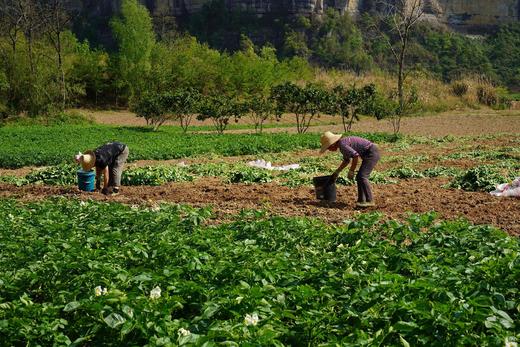 【恩施小土豆】农家自种，无农药残留，口感粉糯香甜-CC 商品图4