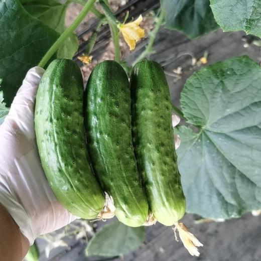 【鸿翠园招牌菜】鸿翠园 有机地黄瓜 商品图9