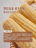 聚便利 X 山姆 长白山糖心糯玉米 1穗 商品缩略图6