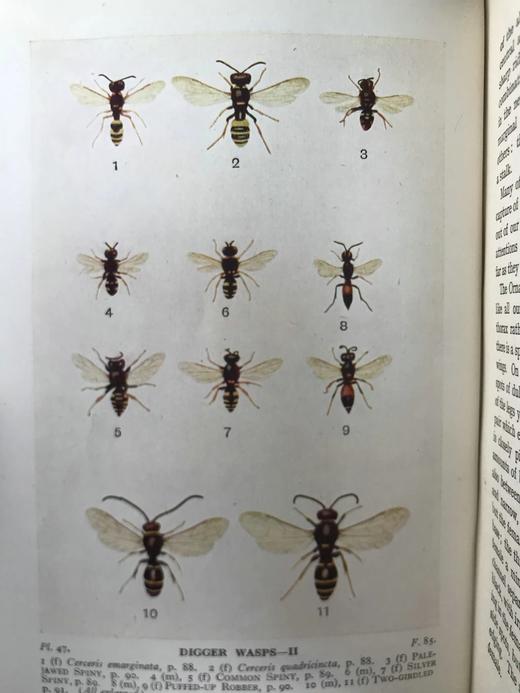 1946年 不列颠群岛昆虫图鉴 67幅黑白44幅彩色插图 精装36开 商品图5