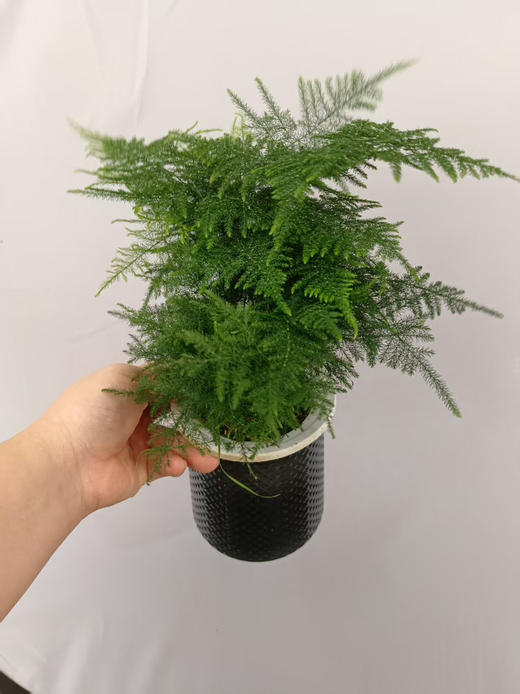 现货轻奢水培文竹 商品图0