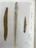 1925年 不列颠群岛鱼类图鉴 278幅插图（128幅彩色） 精装64开 商品缩略图12
