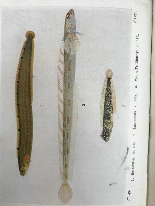 1925年 不列颠群岛鱼类图鉴 278幅插图（128幅彩色） 精装64开 商品图12