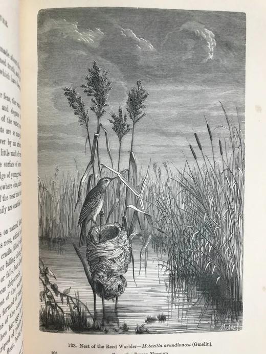 工坊特装本！1906年 宏观与微观宇宙 276幅版画插图 全真皮精装大32开 商品图6