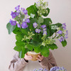 花治植物精选--无尽夏绣球（北京闪送） 商品缩略图4