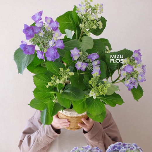 花治植物精选--无尽夏绣球（北京闪送） 商品图4