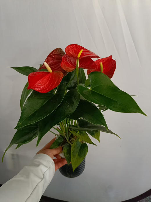 现货明天到货 轻奢水培红斑红掌 商品图2