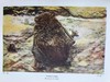 1946年 不列颠群岛动物生命图鉴 111余幅插图（48幅彩色） 精装36开 商品缩略图9