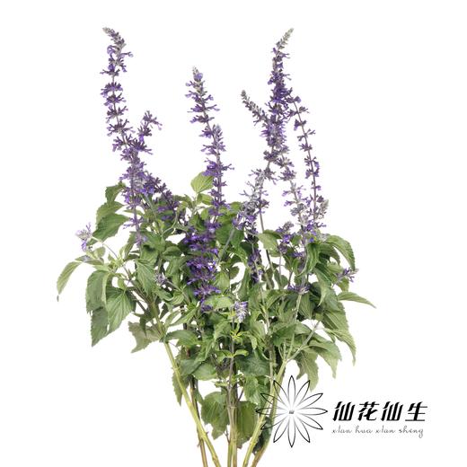 配花 | 兰花鼠尾 商品图1