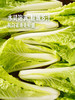 MM 山姆 Member's Mark 有机杭白菜苗 600g 商品缩略图5