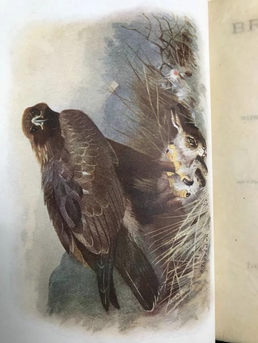 1911年 赫德森《英国鸟类》 8幅彩色百余幅黑白插图 全真皮精装32开 商品图2