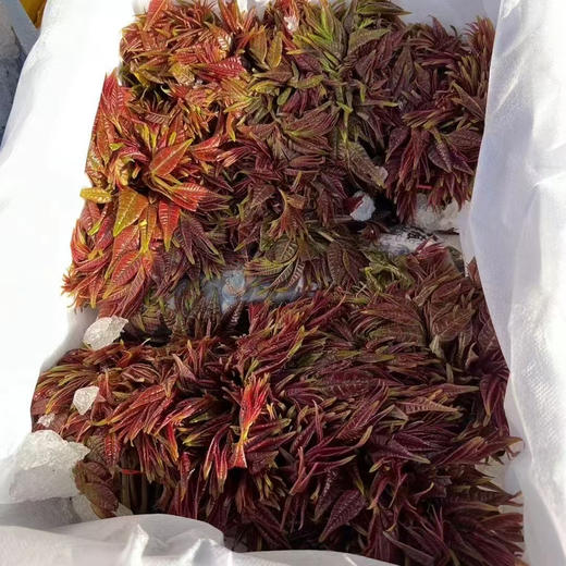 成都红油香椿芽 商品图3