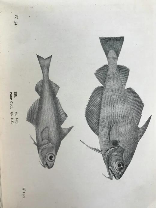 1925年 不列颠群岛鱼类图鉴 278幅插图（128幅彩色） 精装64开 商品图10