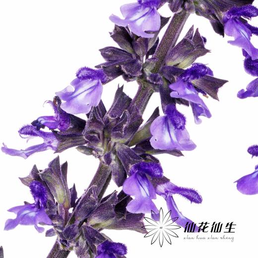 配花 | 兰花鼠尾 商品图4