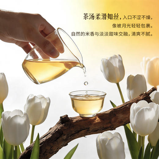 【新品上市】CHALI糯香白茶7包袋装14g 「⭐️假日酒店同款」 商品图2