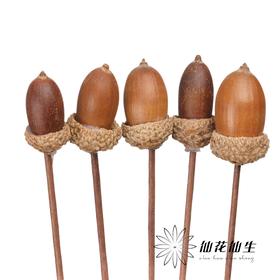 永生花 | 橡果