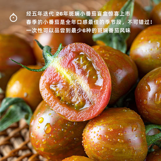 7天内发 企鹅市集|山东潍坊 斑斓小番茄盲盒 随机到手6个品种 优秀培育品种 滋味浓郁集中 商品图1