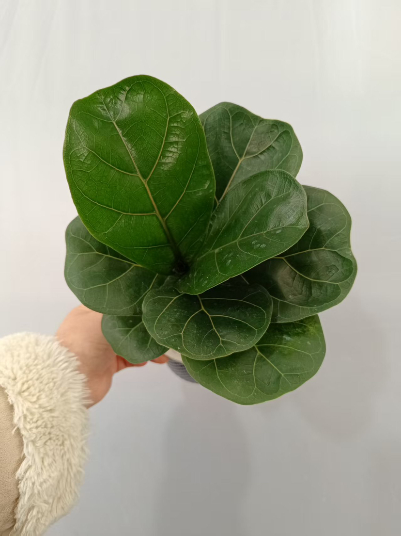 现货轻奢水培琴叶榕