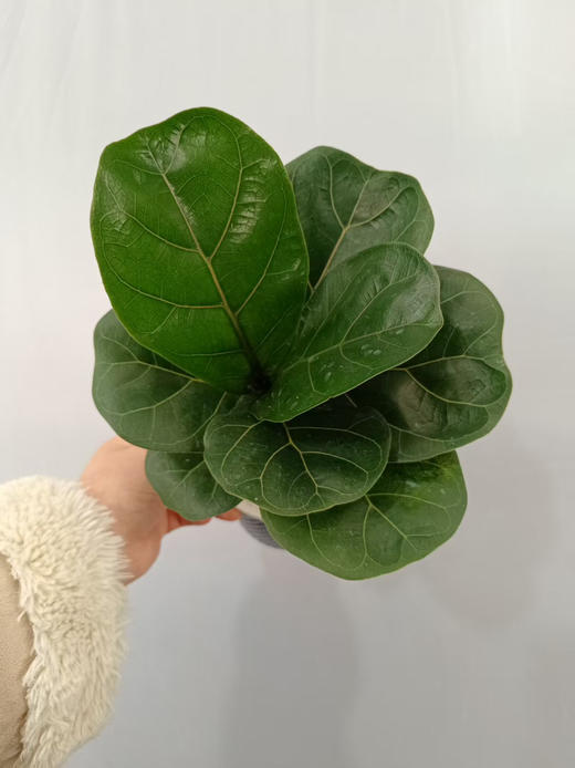 现货轻奢水培琴叶榕 商品图0